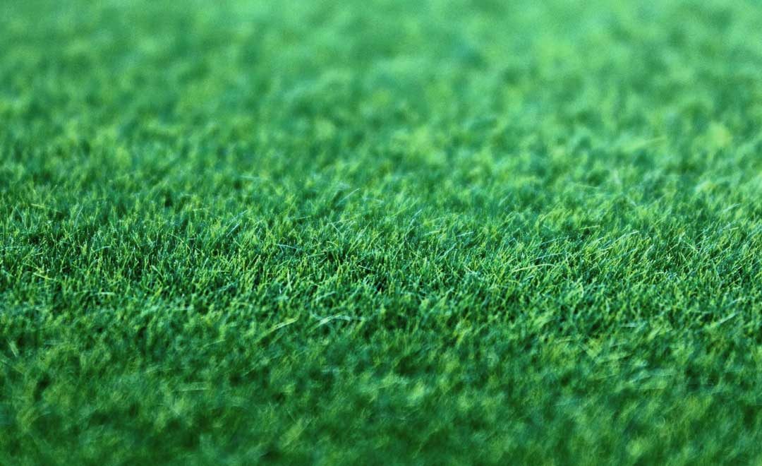 When to cut new fescue online grass