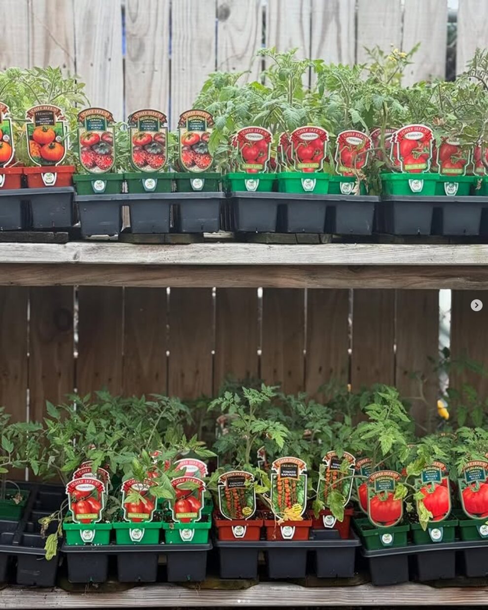 Tomato season at Dan West Garden Center