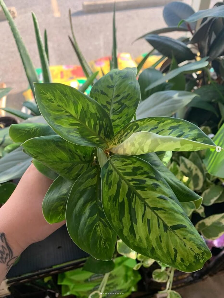 Houseplants at Dan West Garden Center